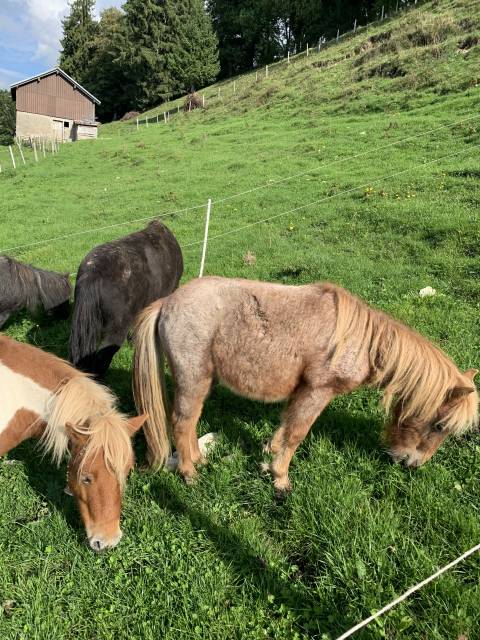 Poney shetland &agrave; vendre 