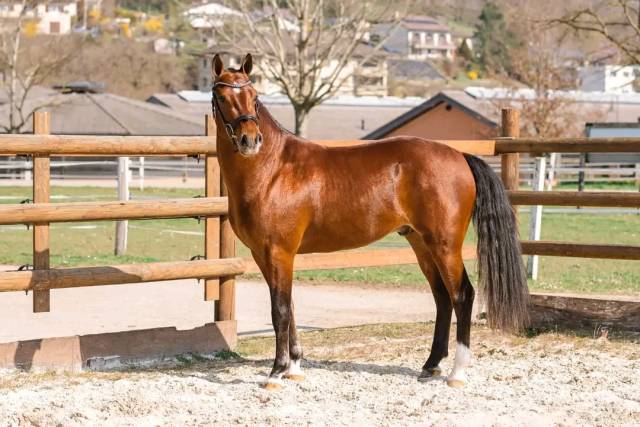 Magnifique hongre Franches-Montagnes &ndash; 3 ans, tr&egrave;s ge