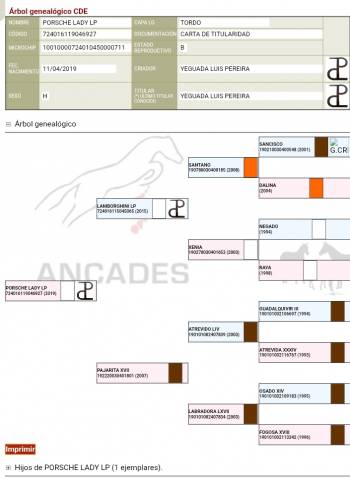 Jument CDE Caballo Deporte Espanol A vendre 2019 Gris