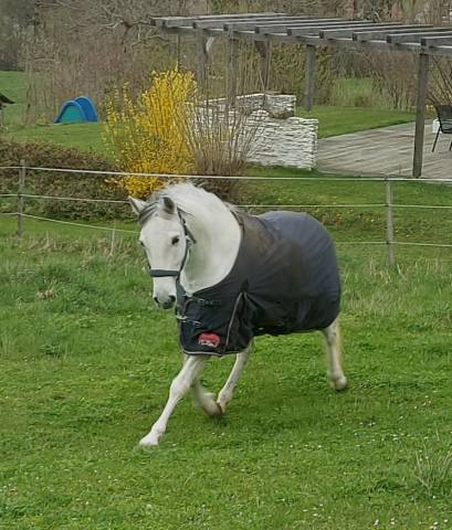 Jument lusitanienne 13ans