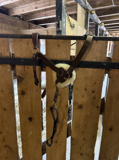 Collier de chasse 5 points + martingale taille cheval 