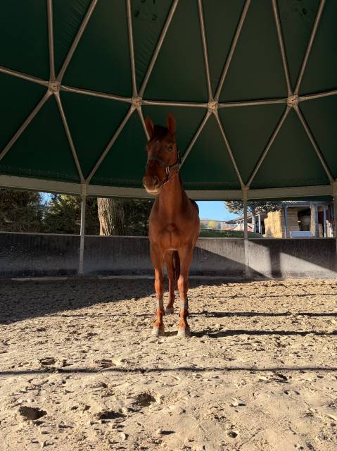 Hongre 6 ans &agrave; vendre 