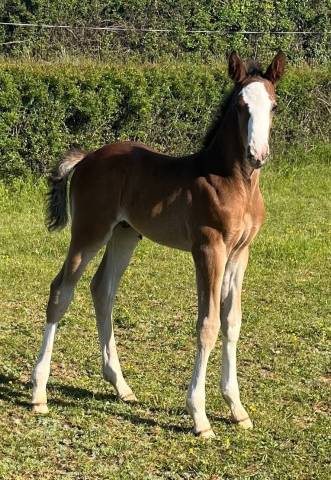 Superbe foal sf par CANDY de NANTUEL x PLOT BLUE 