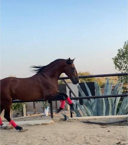 BRONZE - Un cheval pour profiter &agrave; la maison