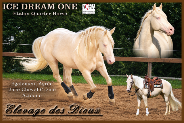 Quarter Horse de robe cr&egrave;me Saillie 2027