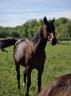 Tr&egrave;s belle Jument SF 