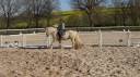 Hongre palomino Irish cob