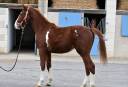 SF de 2 ans par Untouchable 27