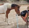 Pouliche de 2 ans, Paint crois&eacute;e Appaloosa 
