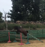 poney,4 ans