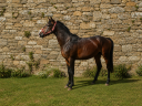 poney,4 ans