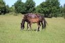 ponette 2026