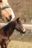 Ponette 4 ans
