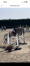 Poney D 
