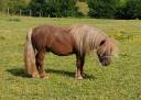 poney SHETLAND