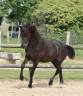 Apollonis Blacknight MGC grande pouliche Arabo-Frison 