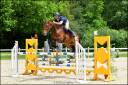 Jument sf de 7 ans - CSO 125 et +