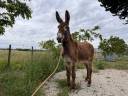 Adorable Anesse de 5 ans toisant 1m40 