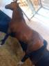 POULINIERE A VENDRE 
