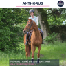 ANTHORUS - PS - 7 ANS 