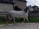 Donne jument pure race espagnole contre bon soin