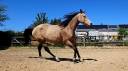 Quarter horse ONC Isabelle 4ans