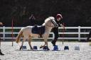 A Vendre PONEY welsch B palomino 11 ans