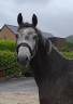 cheval de dressage 153cm au garot