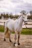 Poney C d'avenir pour jeune cavalier ambitieux 