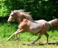 TANGO: Ib&eacute;rique PALOMINO &agrave; la vente en France 