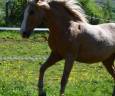 TANGO: Ib&eacute;rique PALOMINO &agrave; la vente en France 