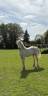 Pouliche welsh cob D creme 
