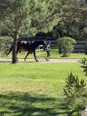 Aide &eacute;curie priv&eacute;e & chevaux