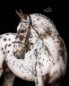 Tr&egrave;s brave poulain de 1an