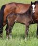 Poulain SF par ulmar mail x Fleuron St Lois