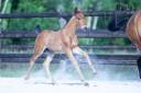Poulain Pure Race Espagnole bai + Prl