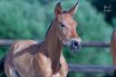 Poulain Pure Race Espagnole bai + Prl