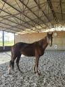 Magnifique 3 ans par Mylord Carthago