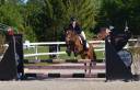 Ponette, New Forest de 5 ans