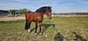 Cheval de sport Allemand 