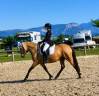 Ponette - 8 ans - Dressage / Id&eacute;ale enfant - France