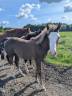 poulain Paint Horse 