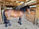 Jument 4 ans &ndash; d&eacute;bourrage western &ndash;AP (ESP) / Frison 