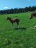 A placer pour cet automne pouliche FM Hawai