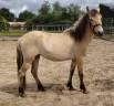 Nioufjord d'Arquetan, 3 ans id&eacute;ale club/loisir