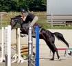 Magnifique hongre 4 ans, +-1m60, kwpn