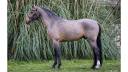 Excellent poney &Agrave; VENDRE 