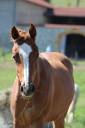 Pouliche arabo-paint 