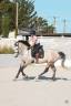 Hongre - KWPN - 7 ans - Dressage / Amateur - France