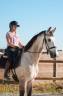 Hongre - KWPN - 7 ans - Dressage / Amateur - France
